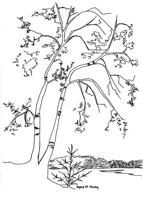 Birch tree drawing by Sybil Perry