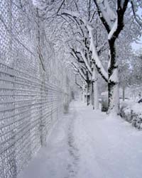 Snow-covered sidewalk with fence on left and trees on right