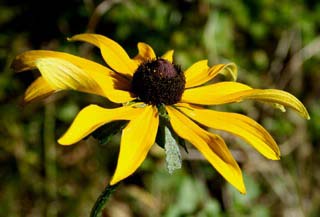 Yellow flower