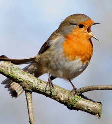 bird singing on branch